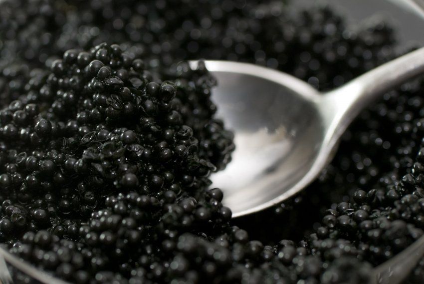 caviar
