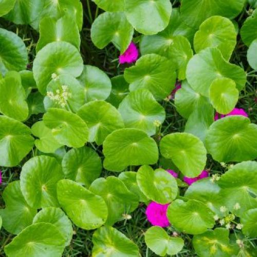 centella asiatica